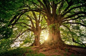 Liburan Akhir Pekan! Mari Ajak Anak Bermain di Kebun Raya Bogor pixabay.com