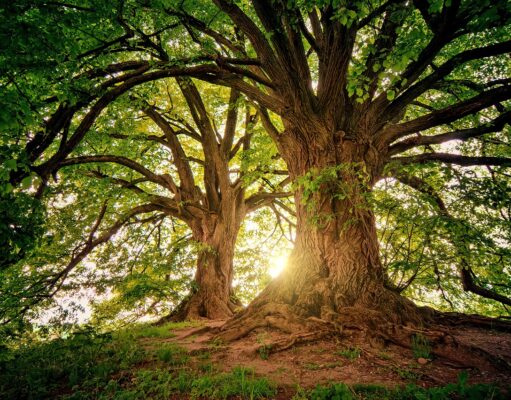 Liburan Akhir Pekan! Mari Ajak Anak Bermain di Kebun Raya Bogor pixabay.com